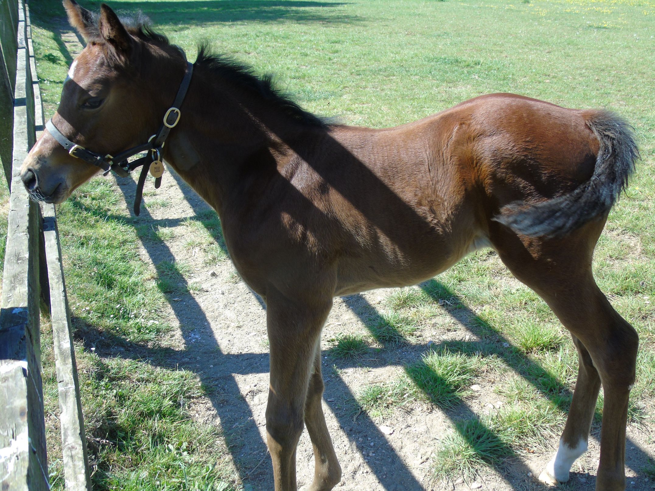 2025 filly by Harry Angel